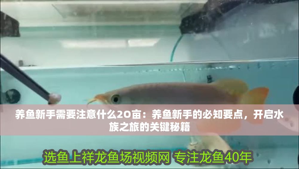 養魚新手需要注意什么2O畝：養魚新手的必知要點，開啟水族之旅的關鍵秘籍