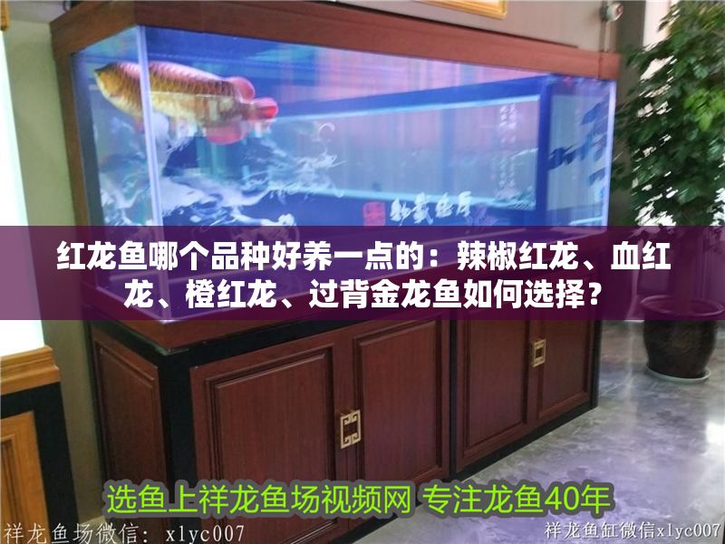 紅龍魚哪個品種好養一點的：辣椒紅龍、血紅龍、橙紅龍、過背金龍魚如何選擇？