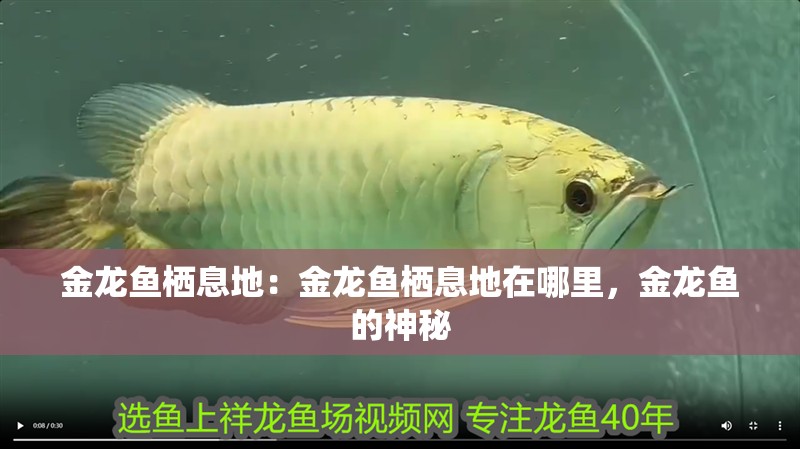 金龍魚棲息地：金龍魚棲息地在哪里，金龍魚的神秘