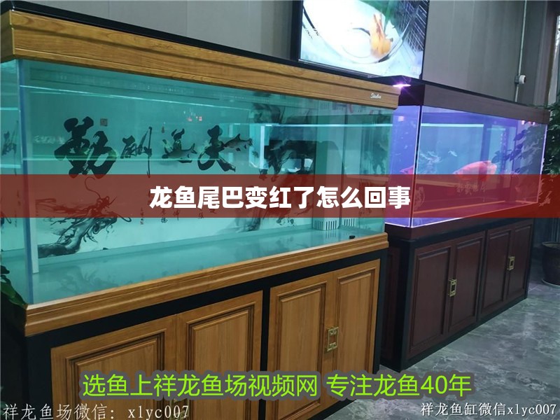 龍魚尾巴變紅了怎么回事