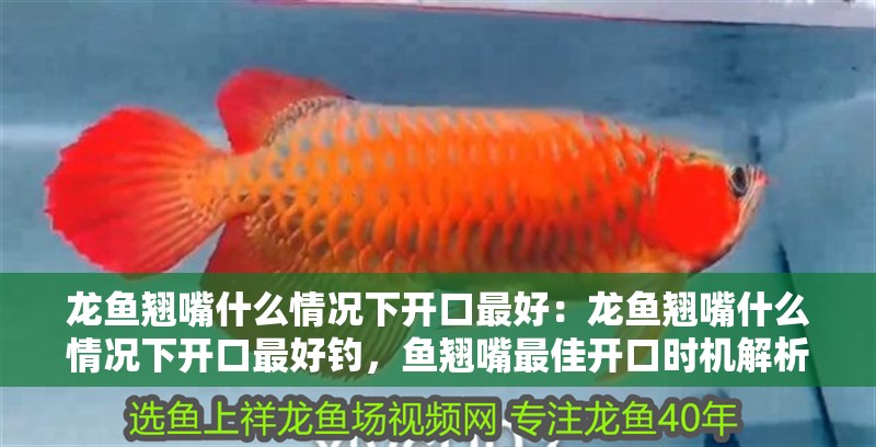 龍魚翹嘴什么情況下開口最好：龍魚翹嘴什么情況下開口最好釣，魚翹嘴最佳開口時機解析，高效