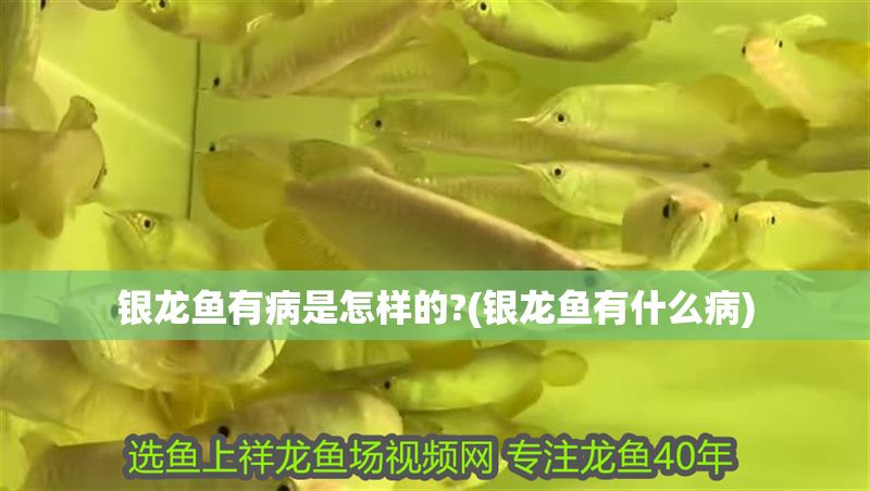 銀龍魚有病是怎樣的?(銀龍魚有什么病)