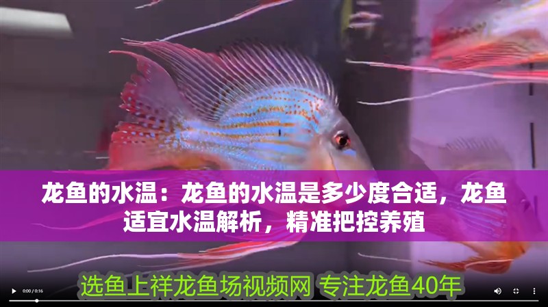 龍魚的水溫：龍魚的水溫是多少度合適，龍魚適宜水溫解析，精準把控養殖