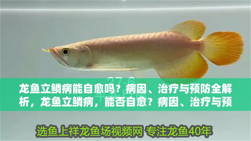 龍魚立鱗病能自愈嗎？病因、治療與預(yù)防全解析，龍魚立鱗病，能否自愈？病因、治療與預(yù)防全面解析