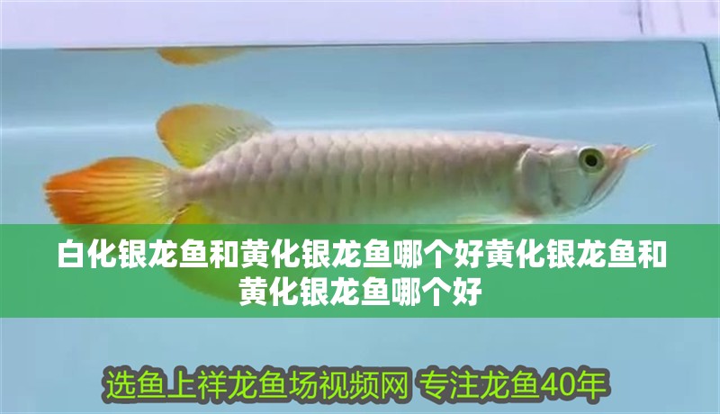 白化銀龍魚和黃化銀龍魚哪個好黃化銀龍魚和黃化銀龍魚哪個好