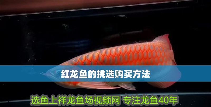 紅龍魚的挑選購買方法