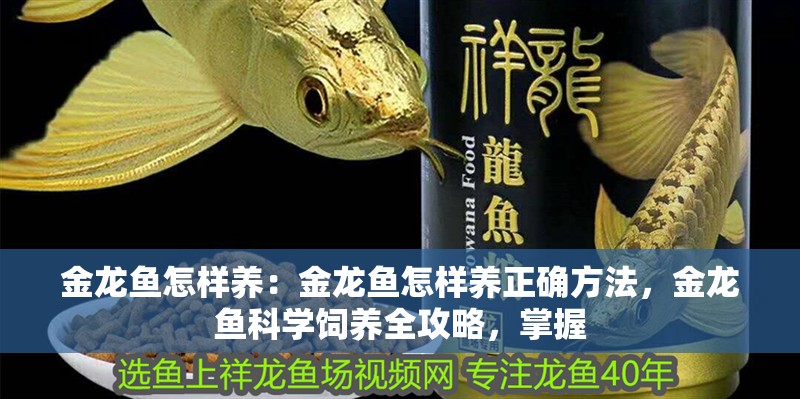 金龍魚怎樣養：金龍魚怎樣養正確方法，金龍魚科學飼養全攻略，掌握