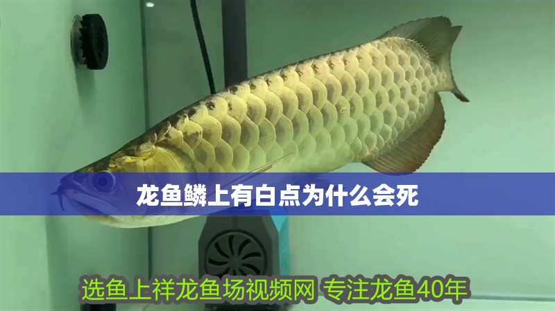龍魚鱗上有白點(diǎn)為什么會死 龍魚百科 第4張 龍魚鱗上有白點(diǎn)為什么會死 龍魚鱗上有白點(diǎn)為什么會死 龍魚百科 第4張