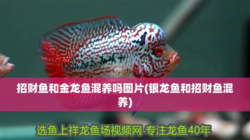 招財(cái)魚和金龍魚混養(yǎng)嗎圖片(銀龍魚和招財(cái)魚混養(yǎng))