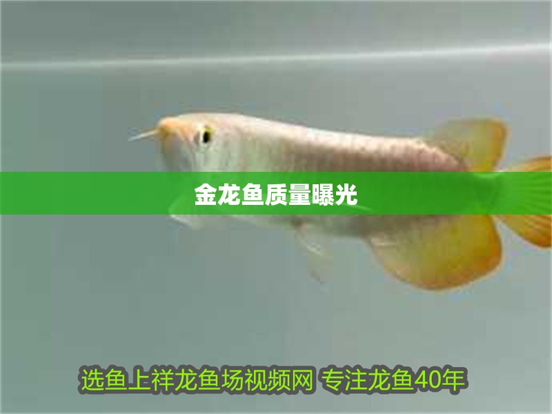 金龍魚質量曝光 金龍魚質量曝光 龍魚百科 第4張