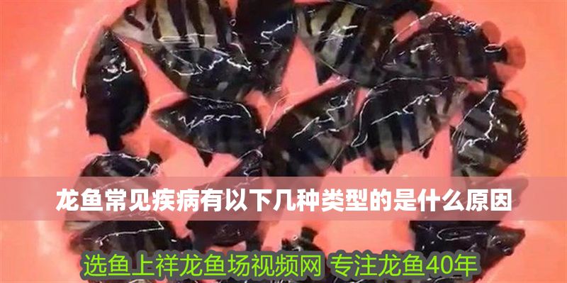 龍魚常見疾病有以下幾種類型的是什么原因
