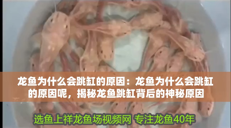 龍魚為什么會跳缸的原因：龍魚為什么會跳缸的原因呢，揭秘龍魚跳缸背后的神秘原因