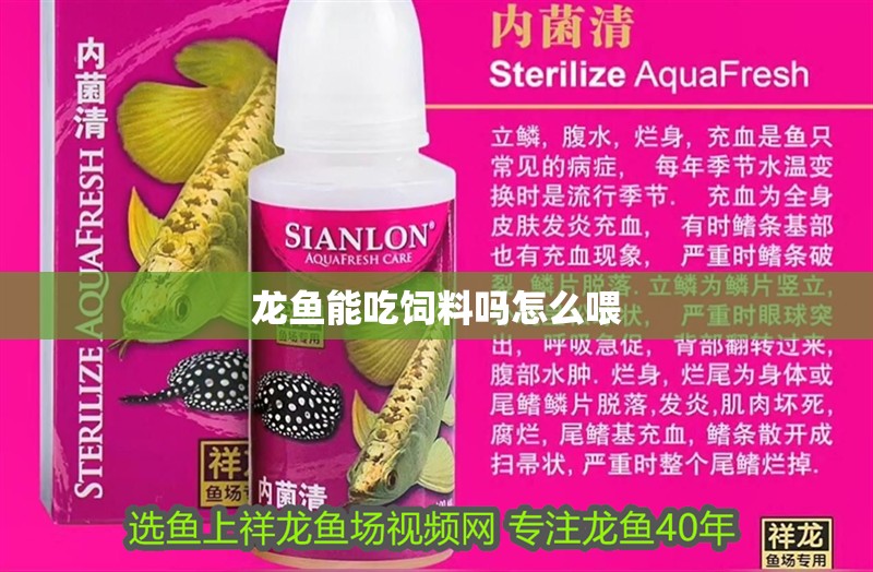 龍魚能吃飼料嗎怎么喂 龍魚能吃飼料嗎怎么喂 龍魚百科 第2張