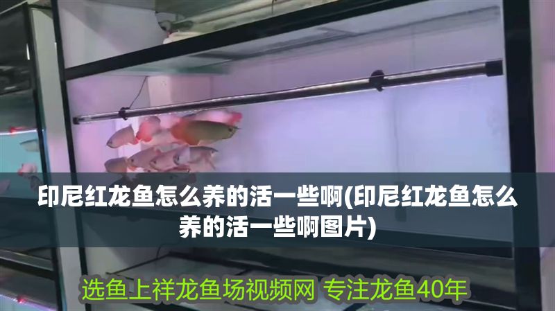 印尼紅龍魚怎么養的活一些啊(印尼紅龍魚怎么養的活一些啊圖片) 印尼紅龍魚怎么養的活一些啊(印尼紅龍魚怎么養的活一些啊圖片) 紅龍魚百科 第1張