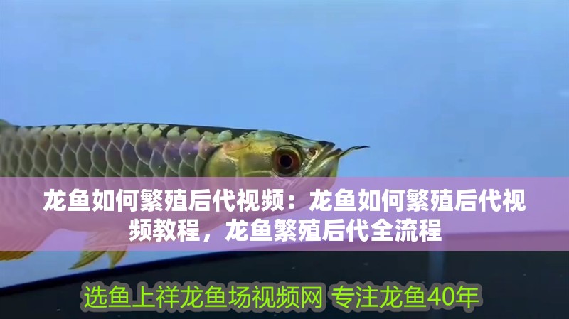 龍魚如何繁殖后代視頻：龍魚如何繁殖后代視頻教程，龍魚繁殖后代全流程