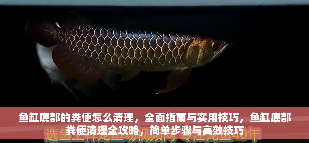魚缸底部的糞便怎么清理，全面指南與實用技巧，魚缸底部糞便清理全攻略，簡單步驟與高效技巧