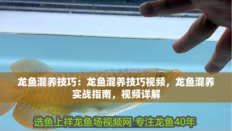 龍魚混養(yǎng)技巧：龍魚混養(yǎng)技巧視頻，龍魚混養(yǎng)實(shí)戰(zhàn)指南，視頻詳解