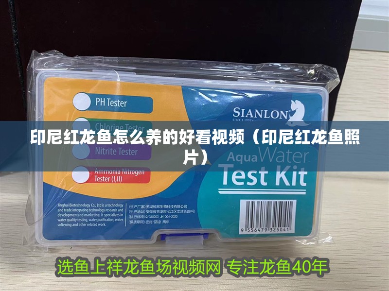 印尼紅龍魚怎么養(yǎng)的好看視頻（印尼紅龍魚照片）