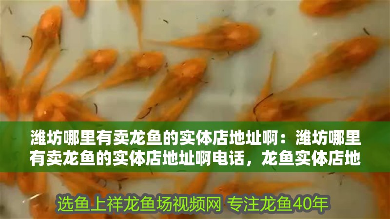 濰坊哪里有賣龍魚的實體店地址?。簽H坊哪里有賣龍魚的實體店地址啊電話，龍魚實體店地址及 濰坊哪里有賣龍魚的實體店地址?。簽H坊哪里有賣龍魚的實體店地址啊電話，龍魚實體店地址及 水族問答
