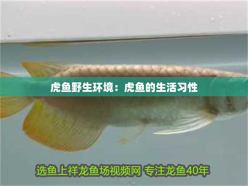 虎魚野生環境：虎魚的生活習性 虎魚野生環境：虎魚的生活習性 虎魚百科 第2張