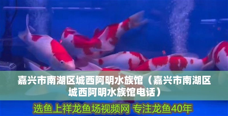 嘉興市南湖區城西阿明水族館（嘉興市南湖區城西阿明水族館電話）