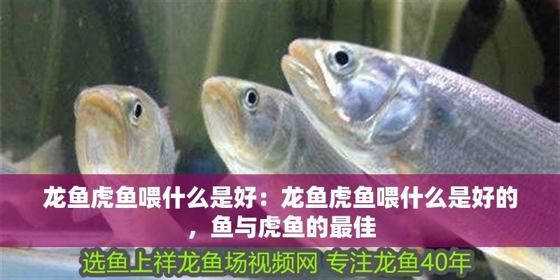 龍魚虎魚喂什么是好:龍魚虎魚喂什么是好的,魚與虎魚的最佳 水族問答 龍魚虎魚喂什么是好:龍魚虎魚喂什么是好的,魚與虎魚的最佳 龍魚虎魚喂什么是好:龍魚虎魚喂什么是好的,魚與虎魚的最佳 水族問答