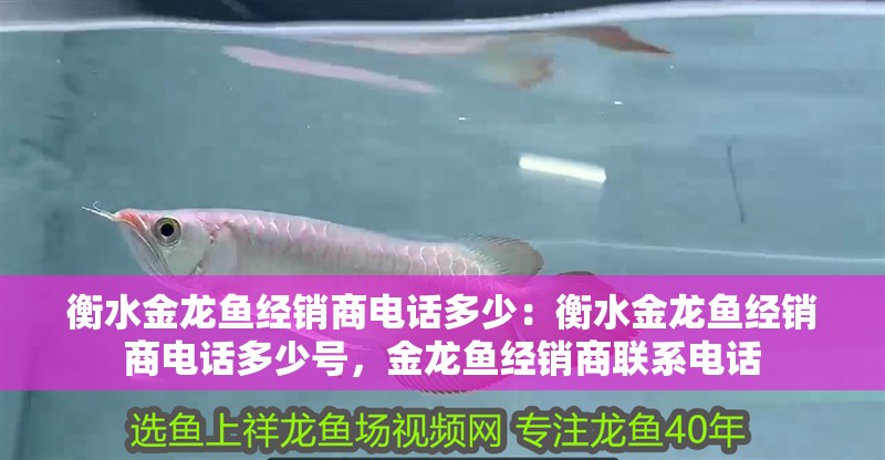 衡水金龍魚經銷商電話多少:衡水金龍魚經銷商電話多少號,金龍魚經銷商聯系電話 水族問答 衡水金龍魚經銷商電話多少:衡水金龍魚經銷商電話多少號,金龍魚經銷商聯系電話 衡水金龍魚經銷商電話多少:衡水金龍魚經銷商電話多少號,金龍魚經銷商聯系電話 水族問答