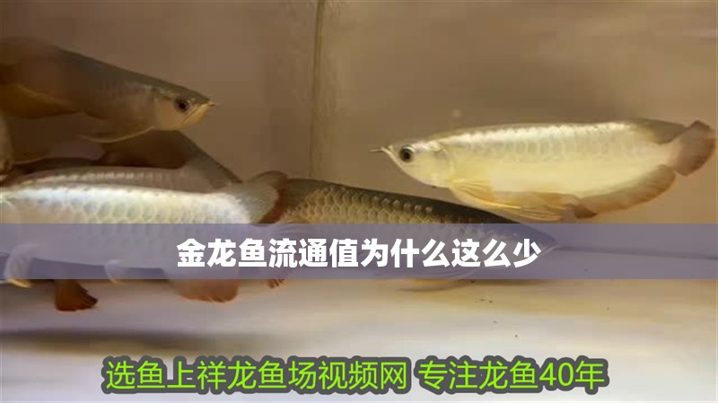 金龍魚流通值為什么這么少