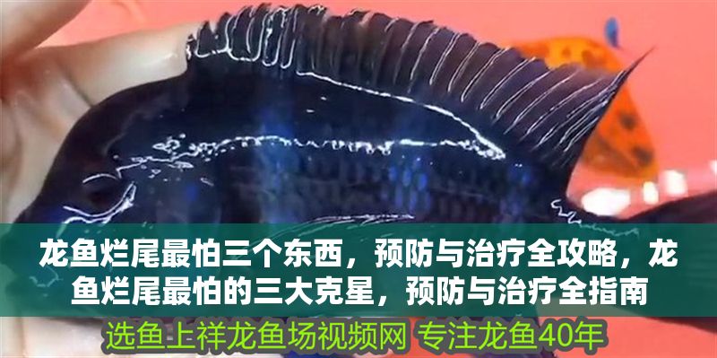 龍魚爛尾最怕三個東西，預防與治療全攻略，龍魚爛尾最怕的三大克星，預防與治療全指南 龍魚爛尾最怕三個東西，預防與治療全攻略，龍魚爛尾最怕的三大克星，預防與治療全指南 龍魚常見疾病 第1張