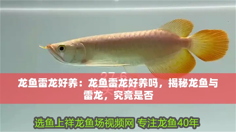 龍魚雷龍好養：龍魚雷龍好養嗎，揭秘龍魚與雷龍，究竟是否 龍魚雷龍好養：龍魚雷龍好養嗎，揭秘龍魚與雷龍，究竟是否 水族問答