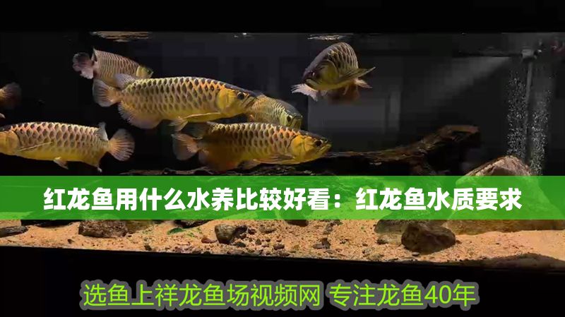 紅龍魚用什么水養(yǎng)比較好看：紅龍魚水質(zhì)要求
