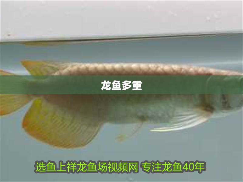 龍魚多重