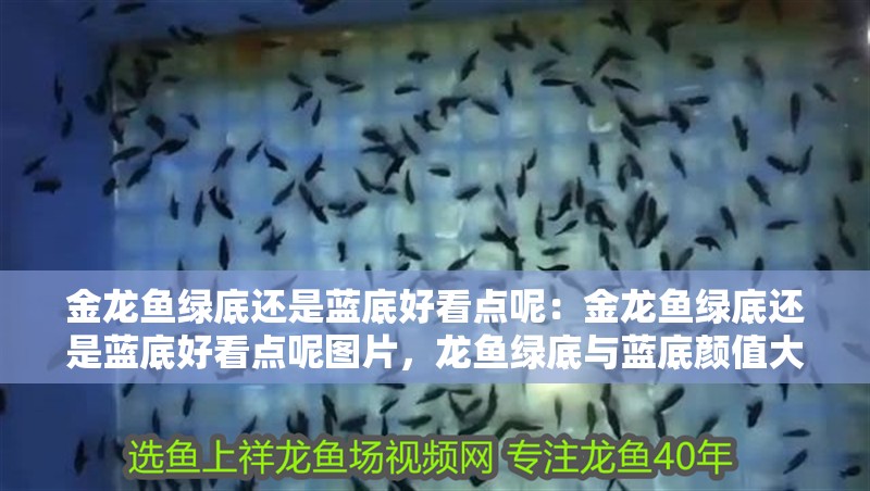 金龍魚綠底還是藍底好看點呢：金龍魚綠底還是藍底好看點呢圖片，龍魚綠底與藍底顏值大比拼，哪款更驚艷 金龍魚綠底還是藍底好看點呢：金龍魚綠底還是藍底好看點呢圖片，龍魚綠底與藍底顏值大比拼，哪款更驚艷 水族問答