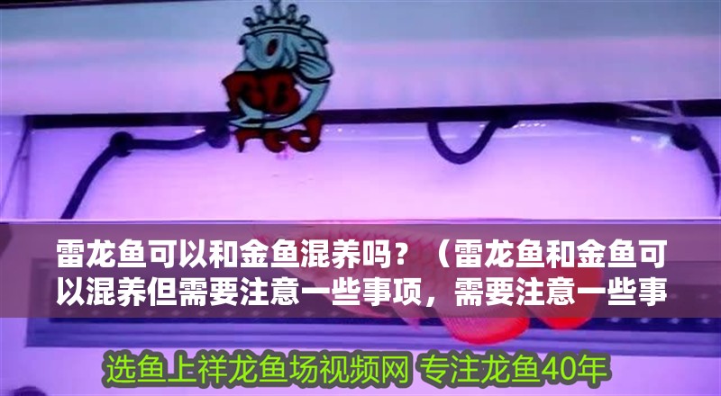 雷龍魚可以和金魚混養嗎？（雷龍魚和金魚可以混養但需要注意一些事項，需要注意一些事項）