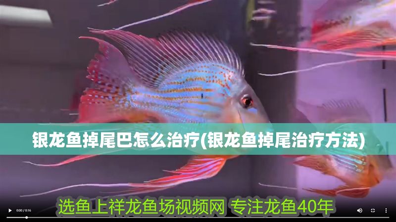 銀龍魚掉尾巴怎么治療(銀龍魚掉尾治療方法)