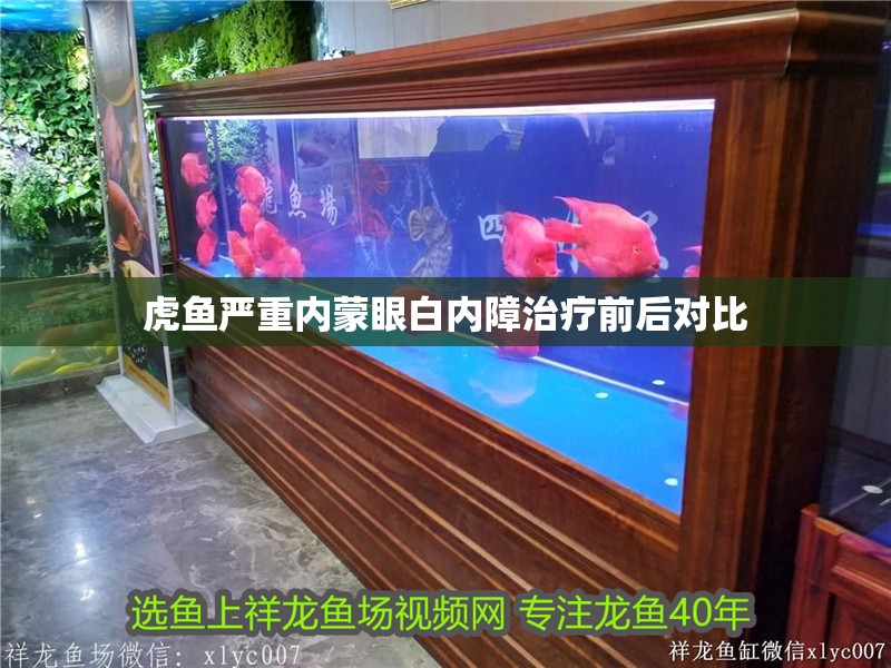 虎魚嚴重內蒙眼白內障治療前后對比