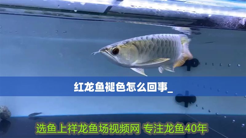 紅龍魚褪色怎么回事_