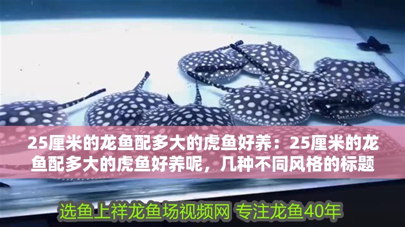 25厘米的龍魚配多大的虎魚好養：25厘米的龍魚配多大的虎魚好養呢，幾種不同風格的標題供你參考，，25厘米龍魚適配虎魚尺寸指南，揭秘，25厘米龍魚該配多大虎魚才易養？，25厘米龍魚與虎魚混養，最佳尺寸搭配揭曉！
