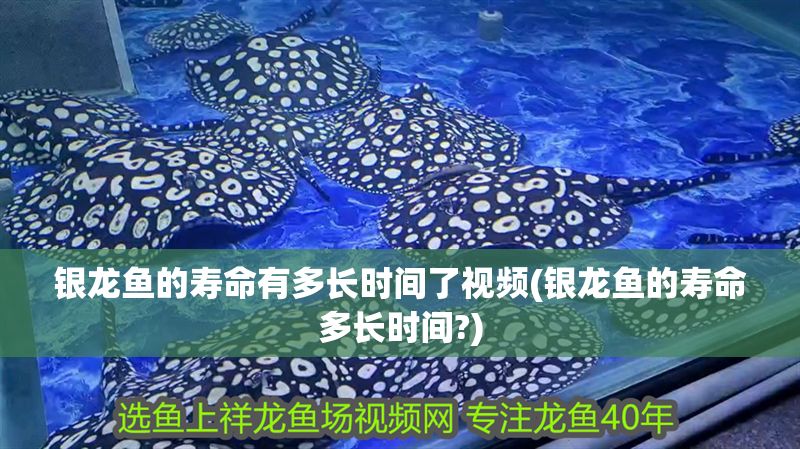 銀龍魚的壽命有多長時間了視頻(銀龍魚的壽命多長時間?)