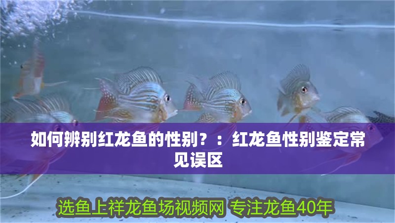 如何辨別紅龍魚的性別？：紅龍魚性別鑒定常見誤區