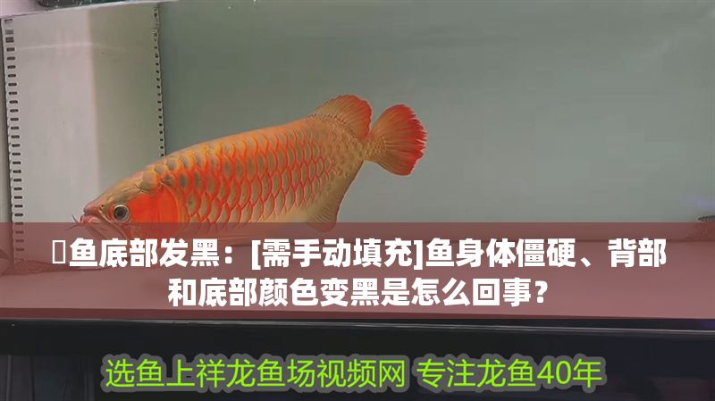 魟魚底部發黑：[需手動填充]魚身體僵硬、背部和底部顏色變黑是怎么回事？ 魟魚底部發黑：[需手動填充]魚身體僵硬、背部和底部顏色變黑是怎么回事？ 魟魚百科 第2張
