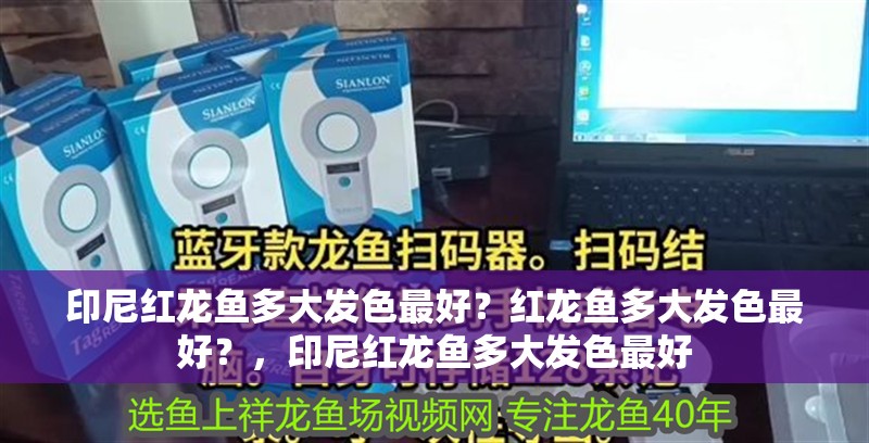 印尼紅龍魚多大發(fā)色最好？紅龍魚多大發(fā)色最好？，印尼紅龍魚多大發(fā)色最好