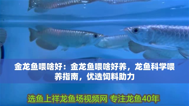 金龍魚喂啥好:金龍魚喂啥好養,龍魚科學喂養指南,優選飼料助力 水族問答 金龍魚喂啥好:金龍魚喂啥好養,龍魚科學喂養指南,優選飼料助力 金龍魚喂啥好:金龍魚喂啥好養,龍魚科學喂養指南,優選飼料助力 水族問答