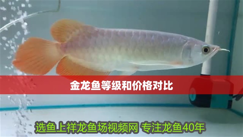 金龍魚等級和價格對比 金龍魚等級和價格對比 龍魚百科 第2張