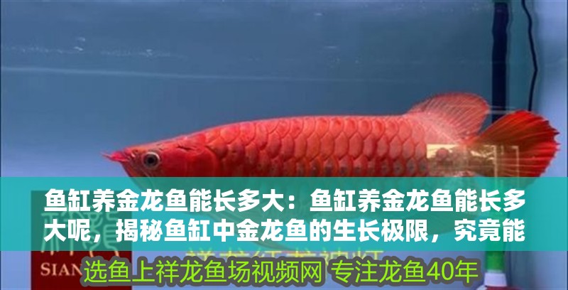 魚缸養金龍魚能長多大：魚缸養金龍魚能長多大呢，揭秘魚缸中金龍魚的生長極限，究竟能長多大？