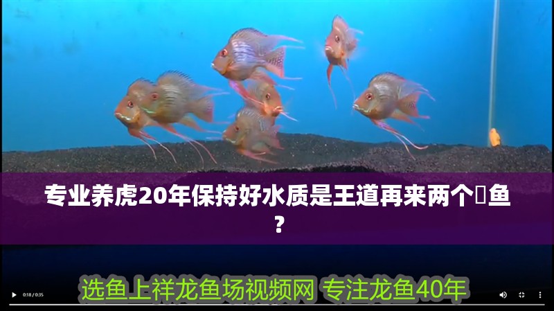 魚缸過濾器選購指南:自制魚缸過濾器魚缸上置過濾器對于養(yǎng)魚愛好者的必備知識 專業(yè)養(yǎng)虎20年保持好水質是王道再來兩個魟魚? 虎魚百科 專業(yè)養(yǎng)虎20年保持好水質是王道再來兩個魟魚? 專業(yè)養(yǎng)虎20年保持好水質是王道再來兩個魟魚? 虎魚百科