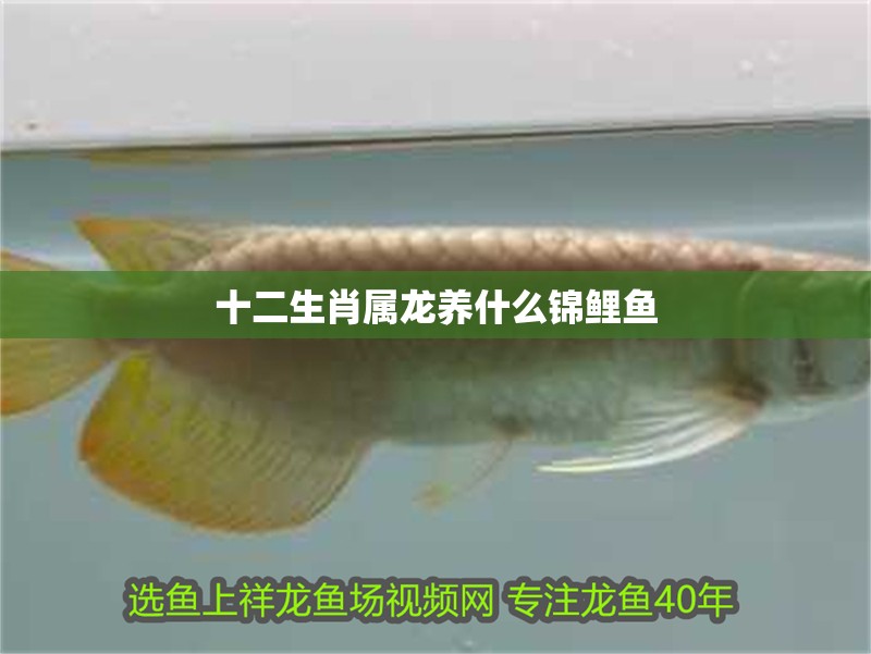 十二生肖屬龍養什么錦鯉魚
