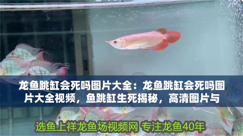 龍魚跳缸會死嗎圖片大全：龍魚跳缸會死嗎圖片大全視頻，魚跳缸生死揭秘，高清圖片與