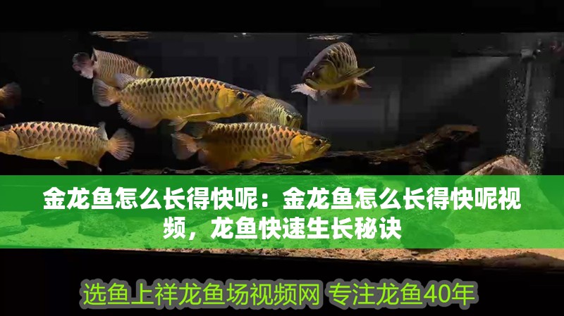 金龍魚怎么長得快呢：金龍魚怎么長得快呢視頻，龍魚快速生長秘訣