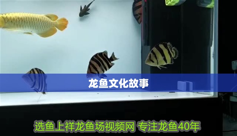 龍魚文化故事 龍魚文化故事 龍魚百科 第2張